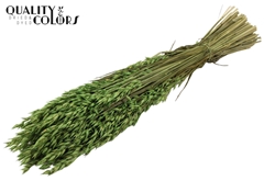 Avena Li. Green 60cm 250gram