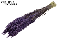 Avena Purple 60cm 250gram