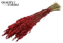 Avena Red 60cm 250gram