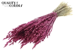 Avena Lilac 60cm 250gram