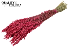 Avena Cerise 60cm 250gram