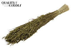 Avena Olive 60cm 250gram