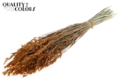 Avena Terra 60cm 250gram