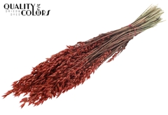 Avena Coral 60cm 250gram