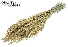 Avena Gold+Glit 60cm 250gram