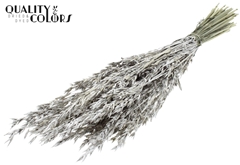 Avena Platina Glitter 60cm 250gram