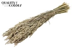 Avena Fr. White 60cm 250gram