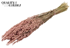 Avena Fr. Pink 60cm 250gram