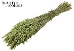 Avena Fr. Mint 60cm 250gram