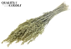 Avena Fr. Li. Yellow 60cm 250gram