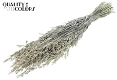Avena Pearl White 60cm 250gram