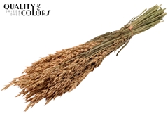 Avena Fr. Salmon 60cm 250gram