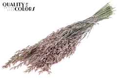 Avena Pearl Pink 60cm 250gram