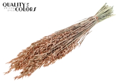 Avena Pearl Orange 60cm 250gram