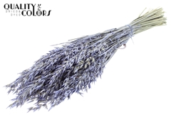 Avena Pearl Milka 60cm 250gram