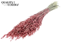 Avena Pearl Coral 60cm 250gram