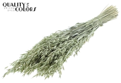 Avena Pearl Mint 60cm 250gram