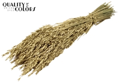 Avena Gold 60cm 250gram