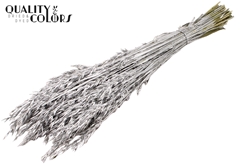 Avena Silver 60cm 250gram