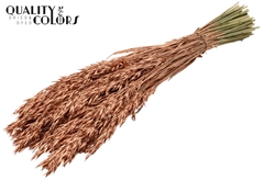 Avena Copper 60cm 250gram