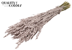 Avena Champagne 60cm 250gram
