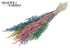 Avena Pastel Prism 60cm 250gram