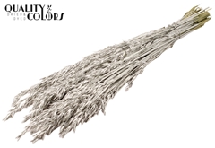Avena Platina 60cm 250gram