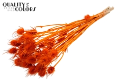 Cardi 10 Bl.Orange