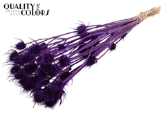 Cardi 10 Bl.Purple