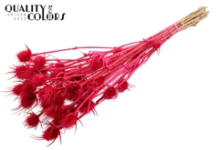 Cardi 10 Bl.Cerise