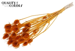 Cardi 10 Bl.Apricot