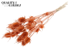 Cardi 10 Pearl Orange