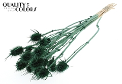 Cardi 10 Pearl Green