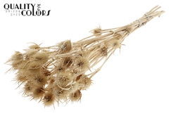 Cardi 10 Bl.Bleached
