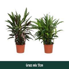 Calat Gemengd 17Ø 65cm