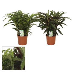 Calat Gemengd 17Ø 65cm