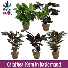 Calat Gem 4 Srt 19Ø 75cm