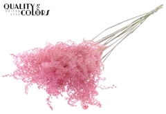 Miscanthus X5 Li. Pink 70cm