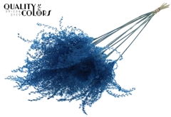 Miscanthus X5 Da. Blue 70cm