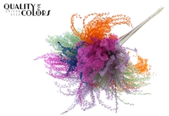 Miscanthus X5 Neon D 70cm