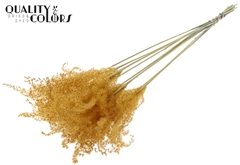 Miscanthus X5 Apricot 70cm