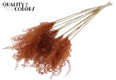 Miscanthus X5 Brown 70cm