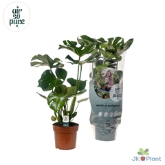 Monstera Deliciosa 17Ø 55cm