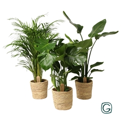 Kamerpl Gem Gr 3 Srt 21Ø 65cm