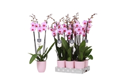 Phal An Washingto 12Ø 70cm