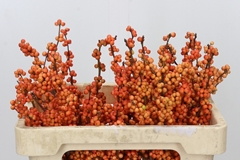 Ilex Winter Gold 50cm