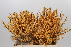 Ilex Golden Verboom 60cm