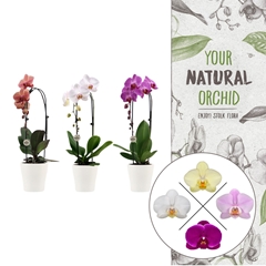 Phal Gem 2 Tak 12Ø 45cm