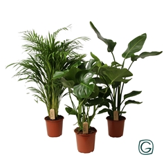 Kamerpl Gem Gr 3 Srt 21Ø 65cm