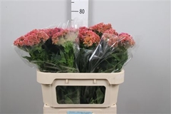 Cel C Fantasy Pink 72cm